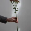 Blomst - Bergknapp 50cm