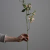 Blomst - Erteblomst H69cm Rosa