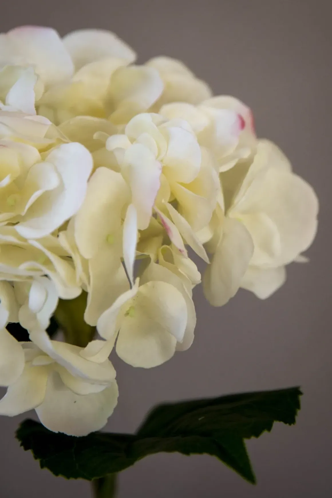 Blomst - Hortensia H55cm Hvit