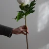Blomst - Pion 65cm Hvit