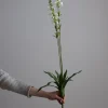 Blomst - Porselensveronika H100cm