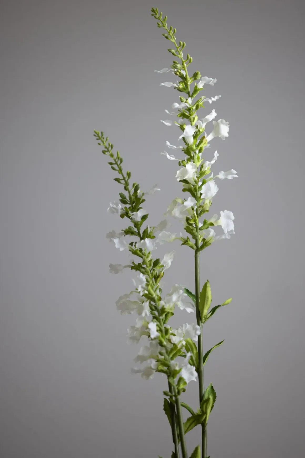 Blomst - Porselensveronika H100cm