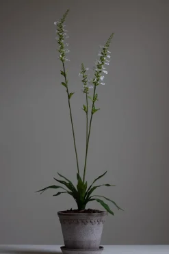 Blomst - Porselensveronika H100cm