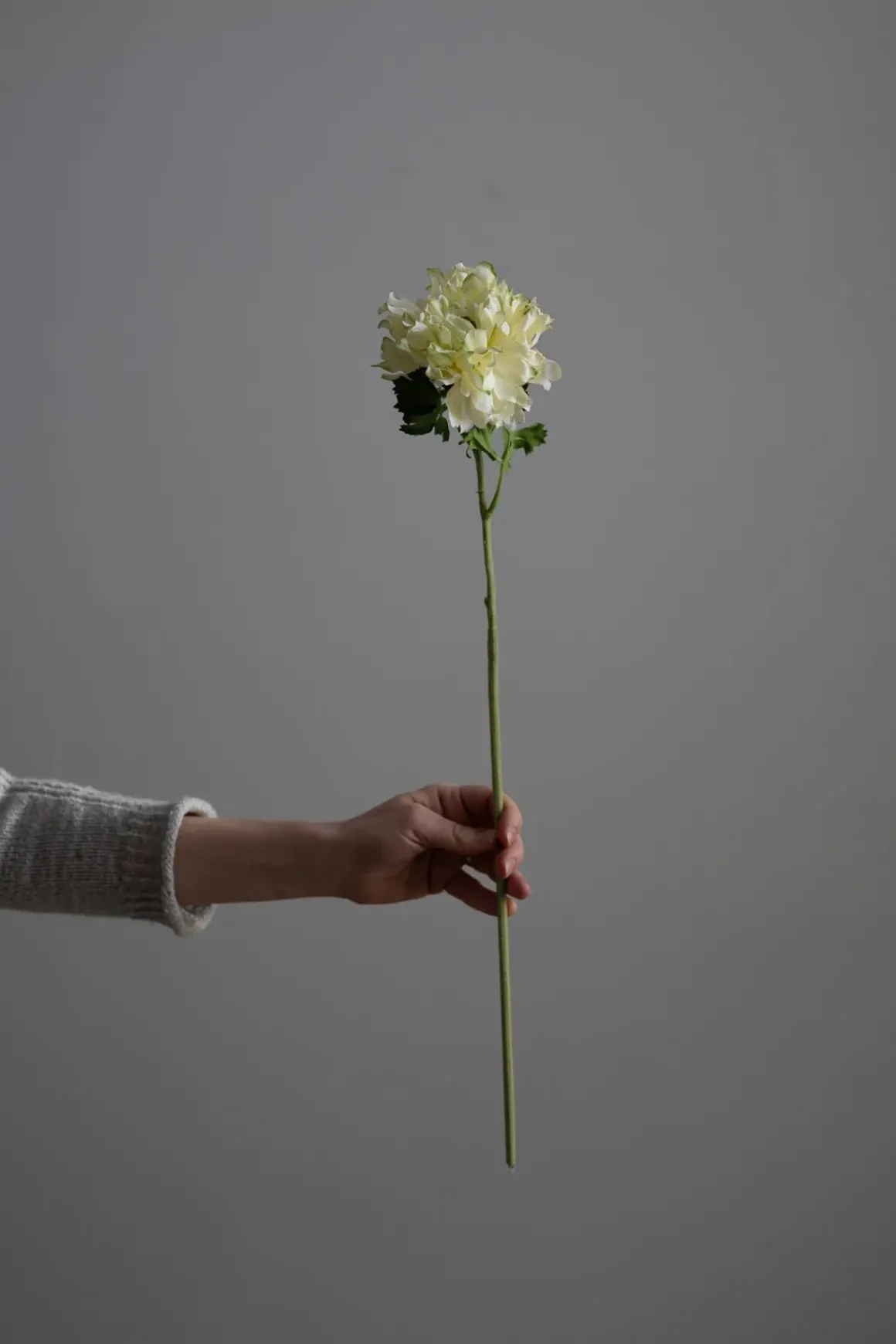 Blomst - Ranunkel H60cm