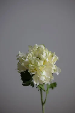 Blomst - Ranunkel H60cm