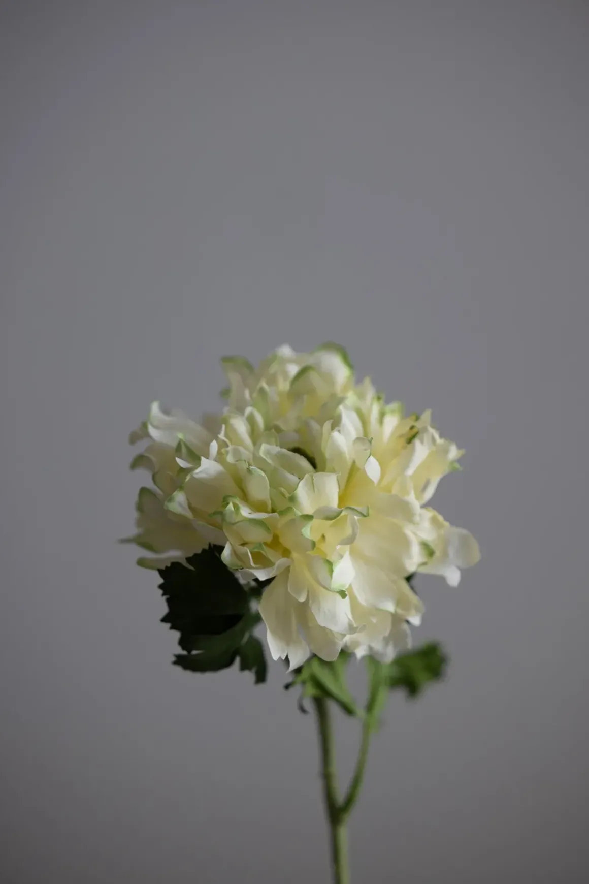 Blomst - Ranunkel H60cm