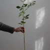 Blomst - Rose 90cm Gul