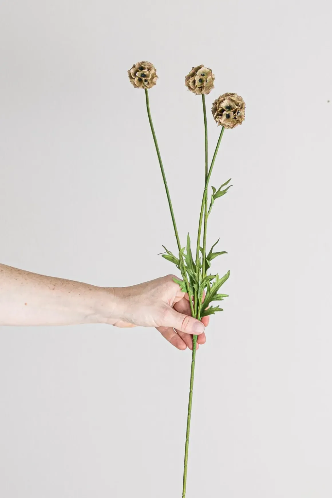 Blomst - Scabiosa h60cm