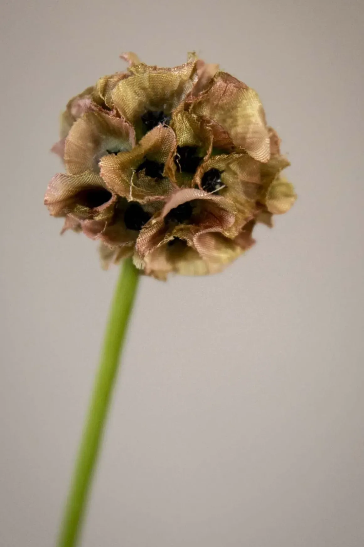 Blomst - Scabiosa h60cm