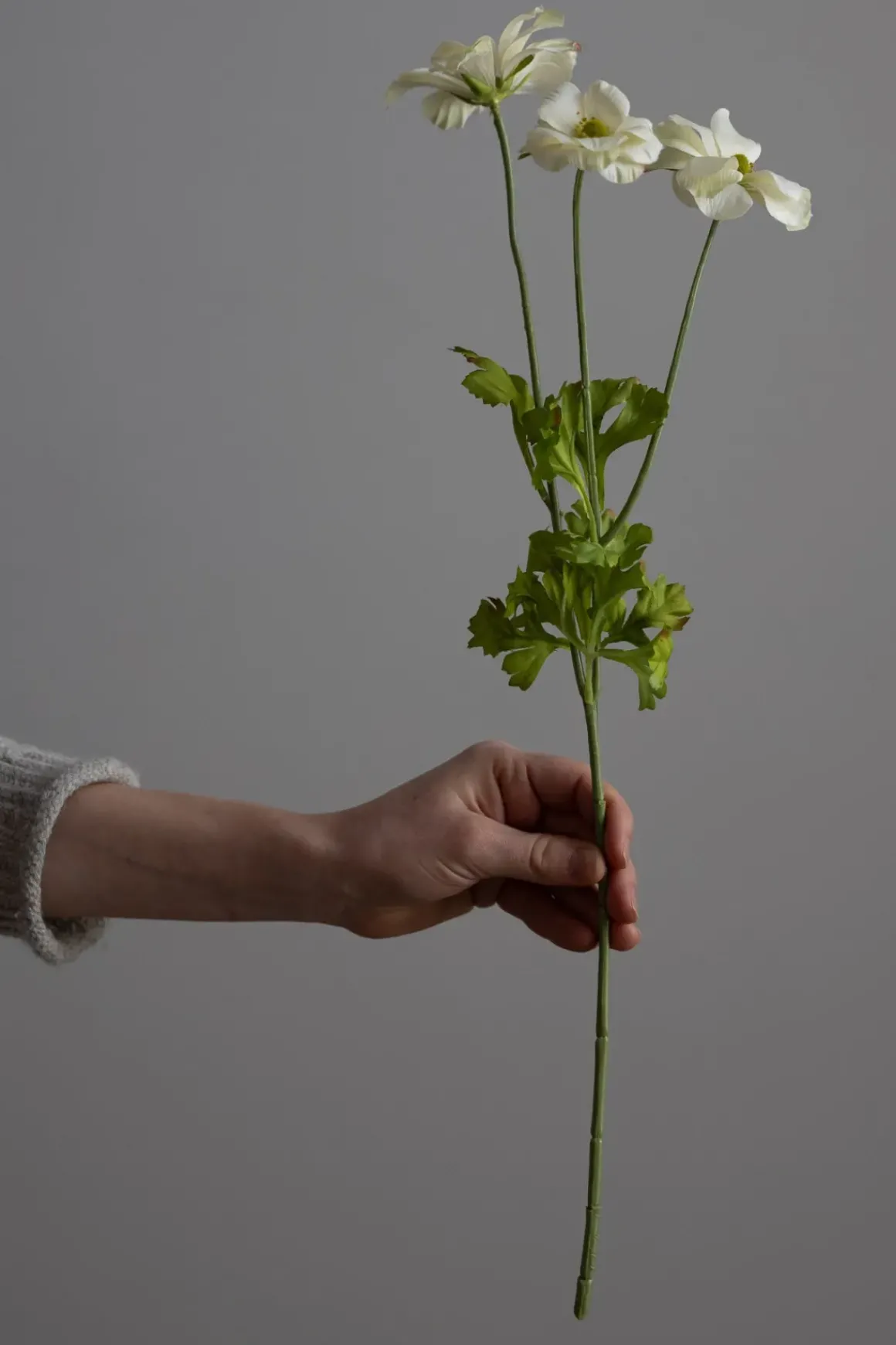 Blomst - Sommerfuglranunkel H54cm