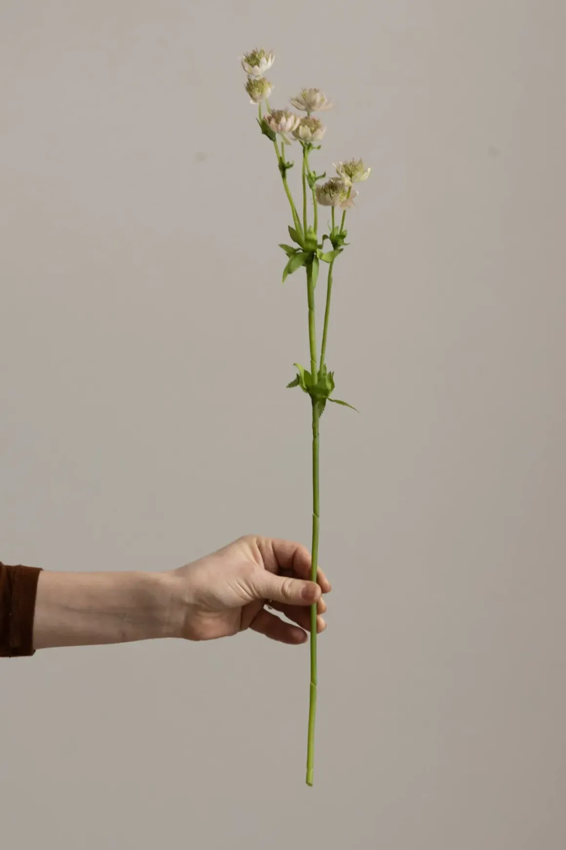 Blomst - Stjerneskjerm H55cm