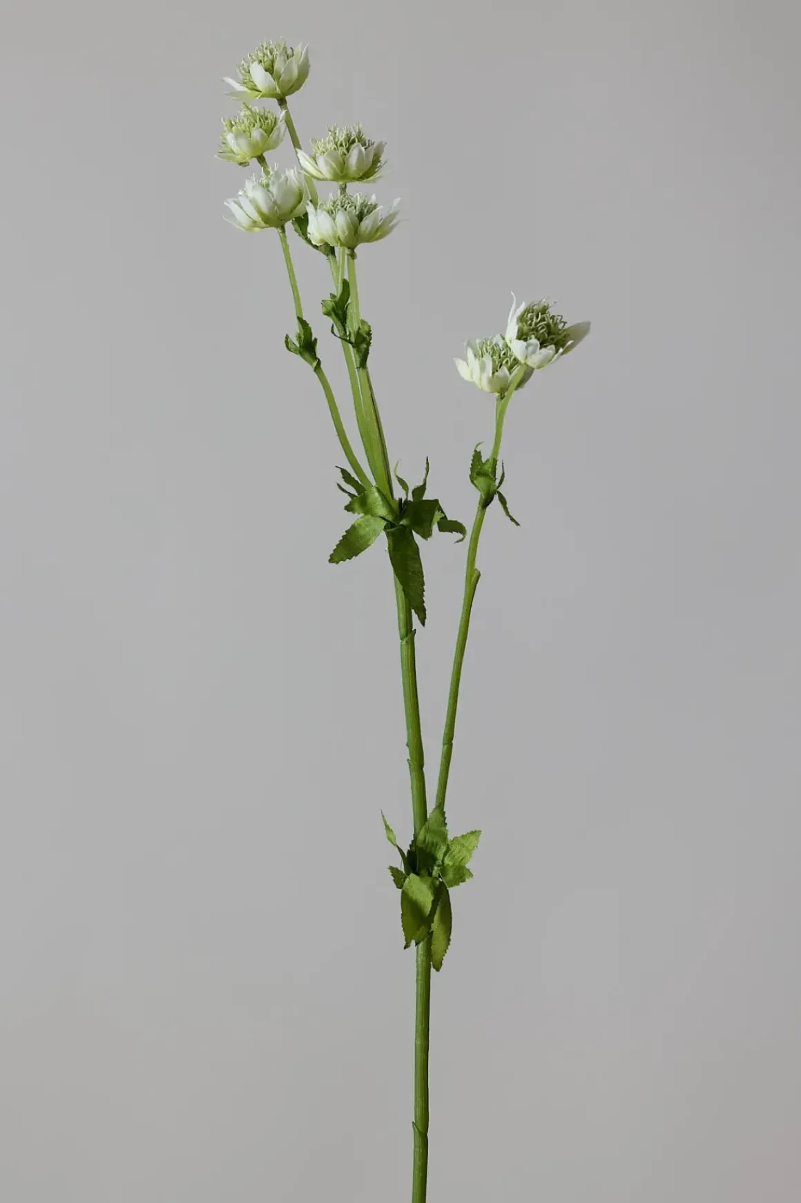 Blomst - Stjerneskjerm Hvit