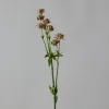 Blomst - Stjerneskjerm Rosa
