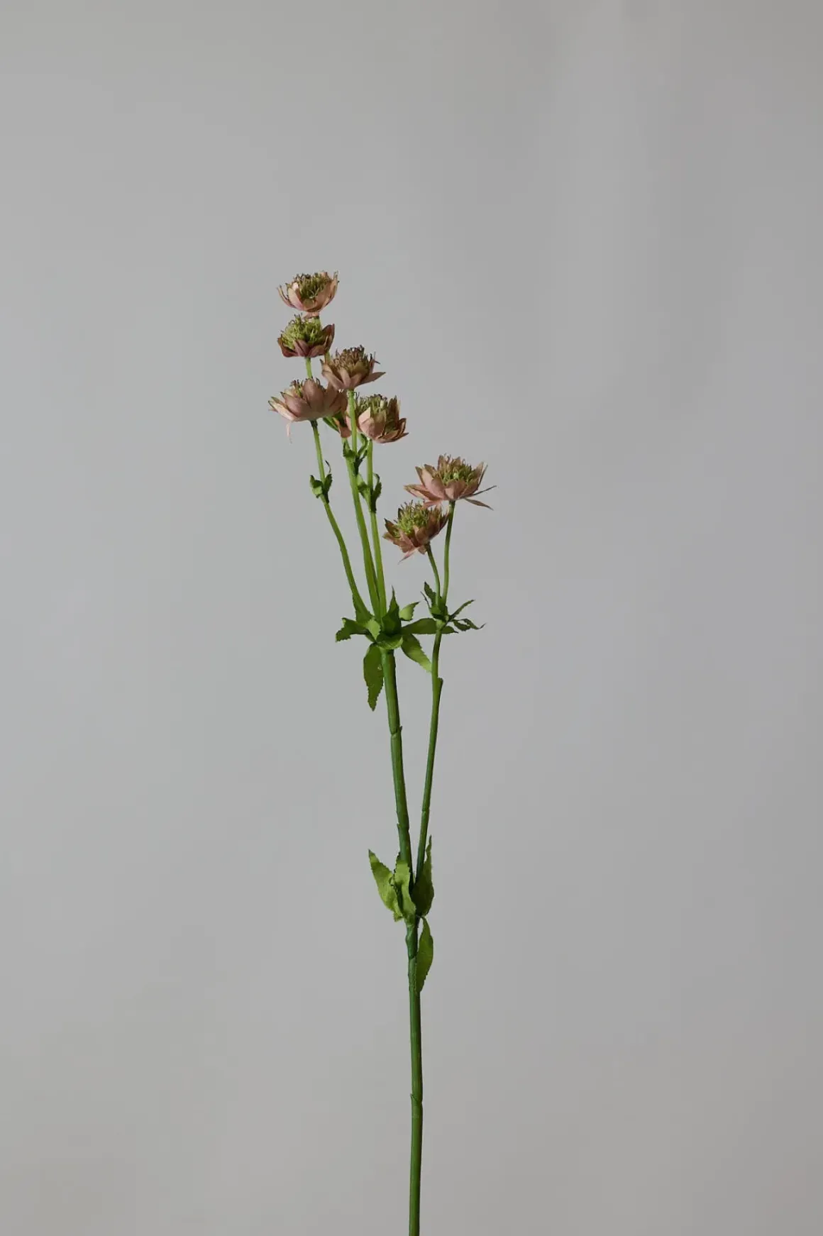 Blomst - Stjerneskjerm Rosa
