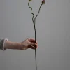 Kvist - Allium H65cm