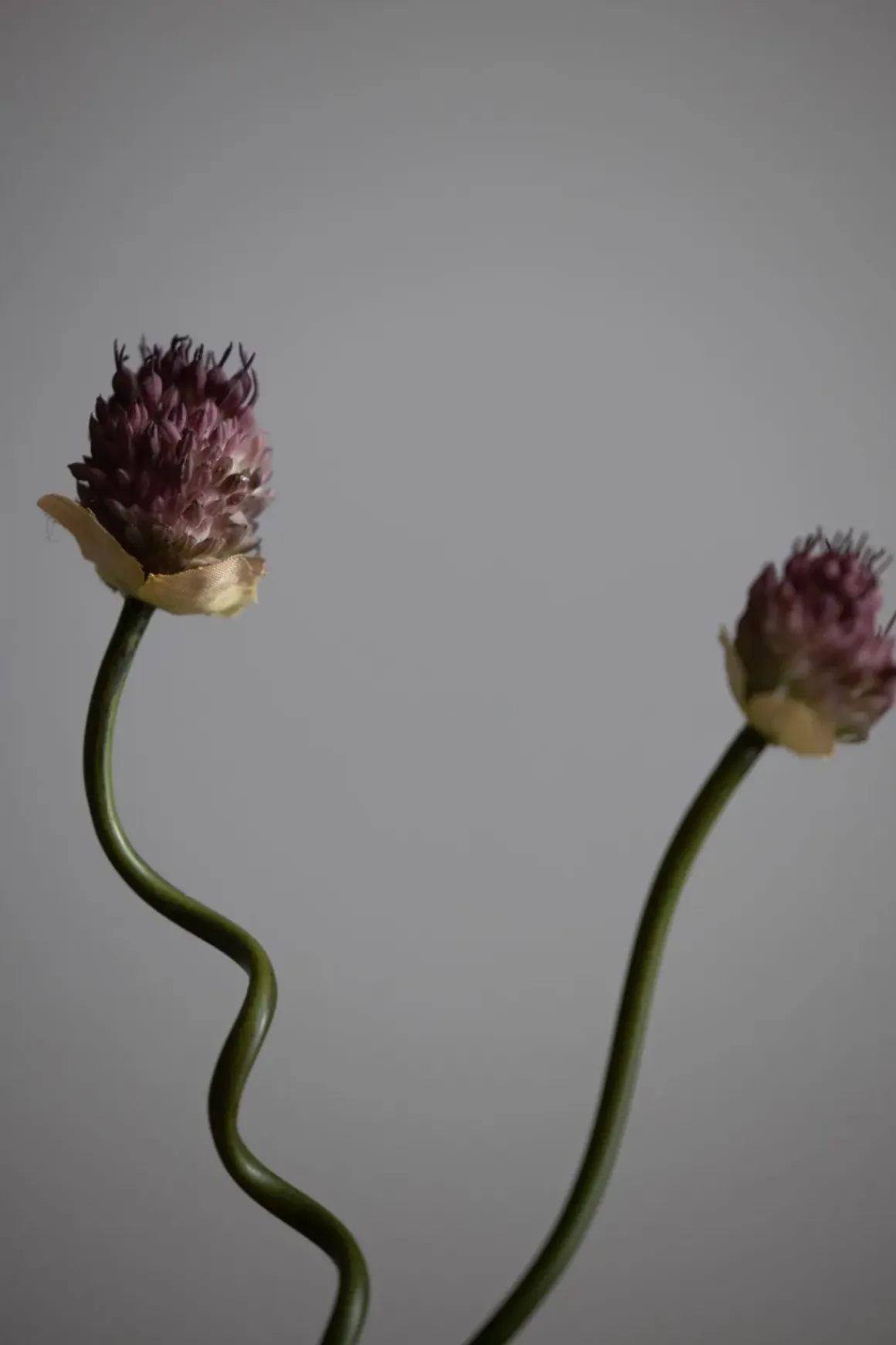 Kvist - Allium H65cm
