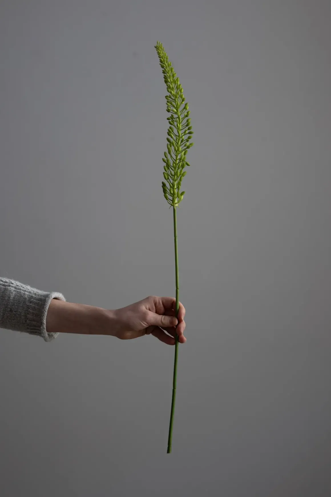 Kvist - Revehale 75cm