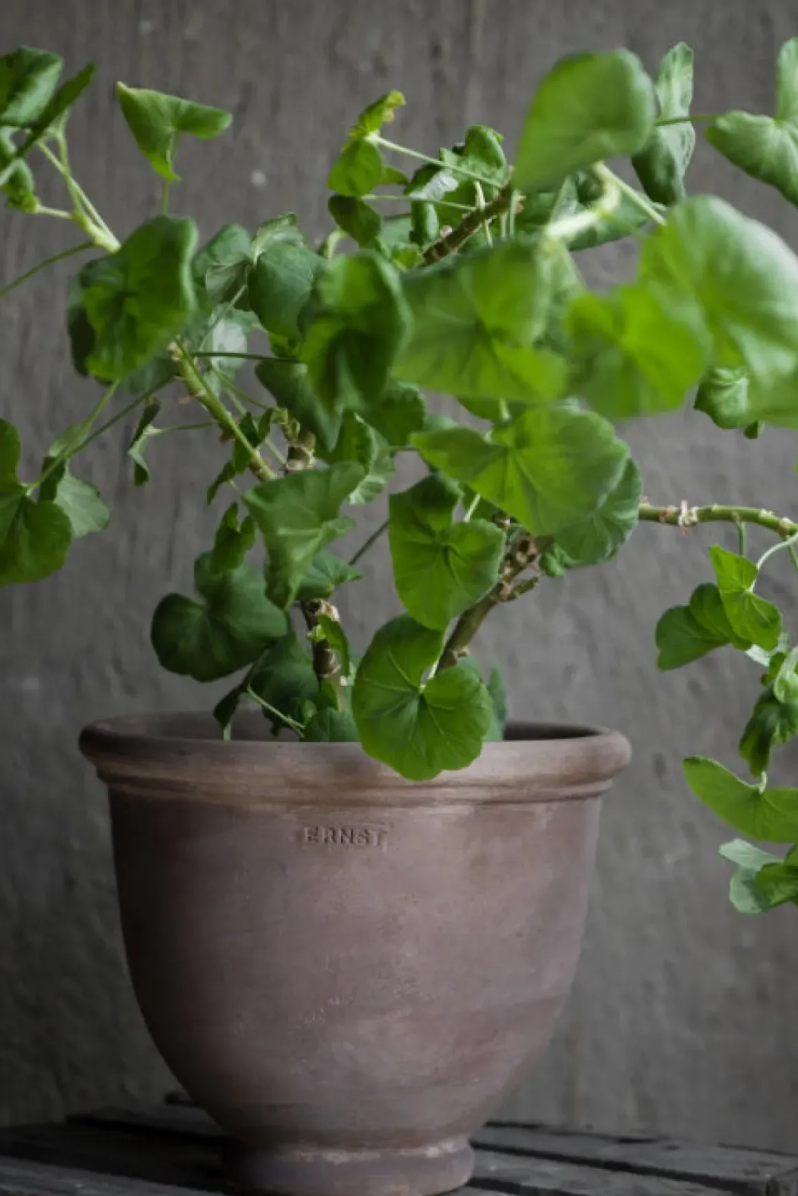 Potte - D21xH18cm Brun Terracotta