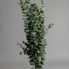 Potteplante - Eucalyptus H170cm