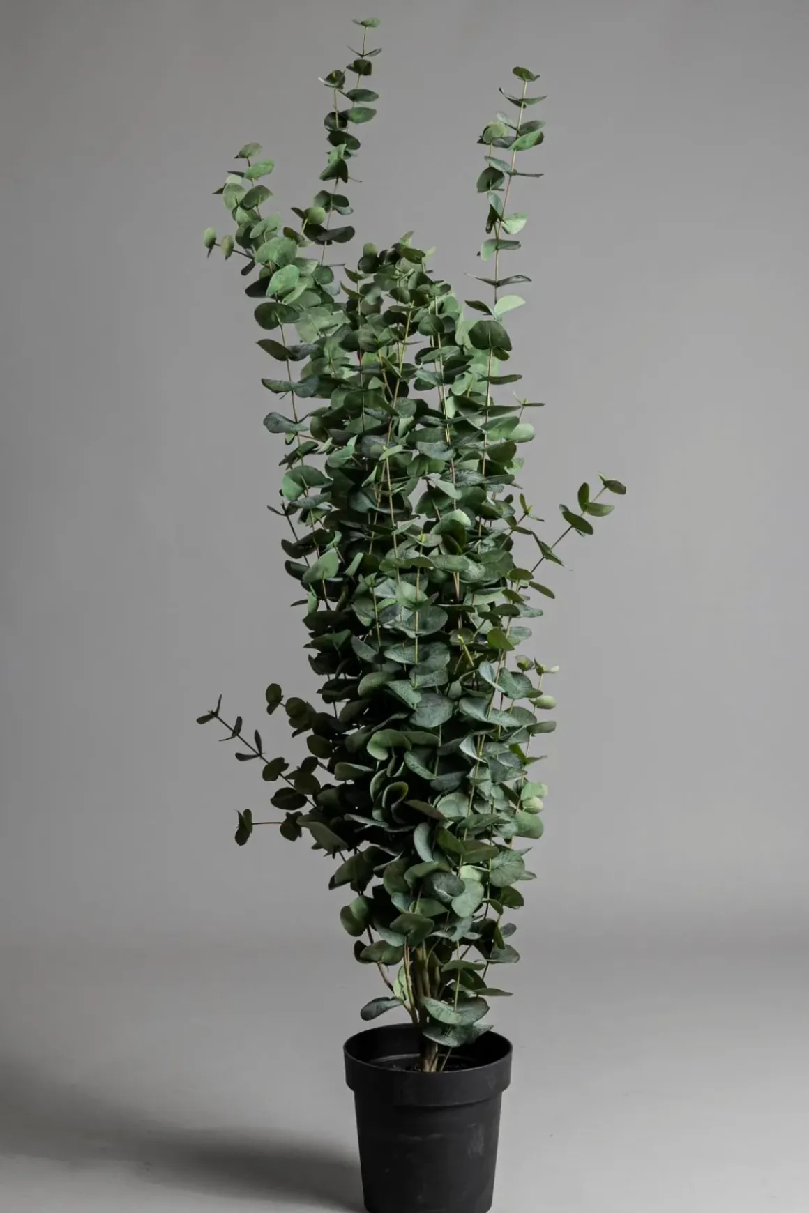 Potteplante - Eucalyptus H170cm