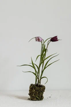 Potteplante - Frittilaria h30cm