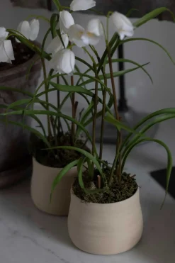 Potteplante - Frittillaria H25cm