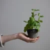 Potteplante - Krydder H20cm Basilikum