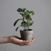Potteplante - Krydder H20cm Mynte