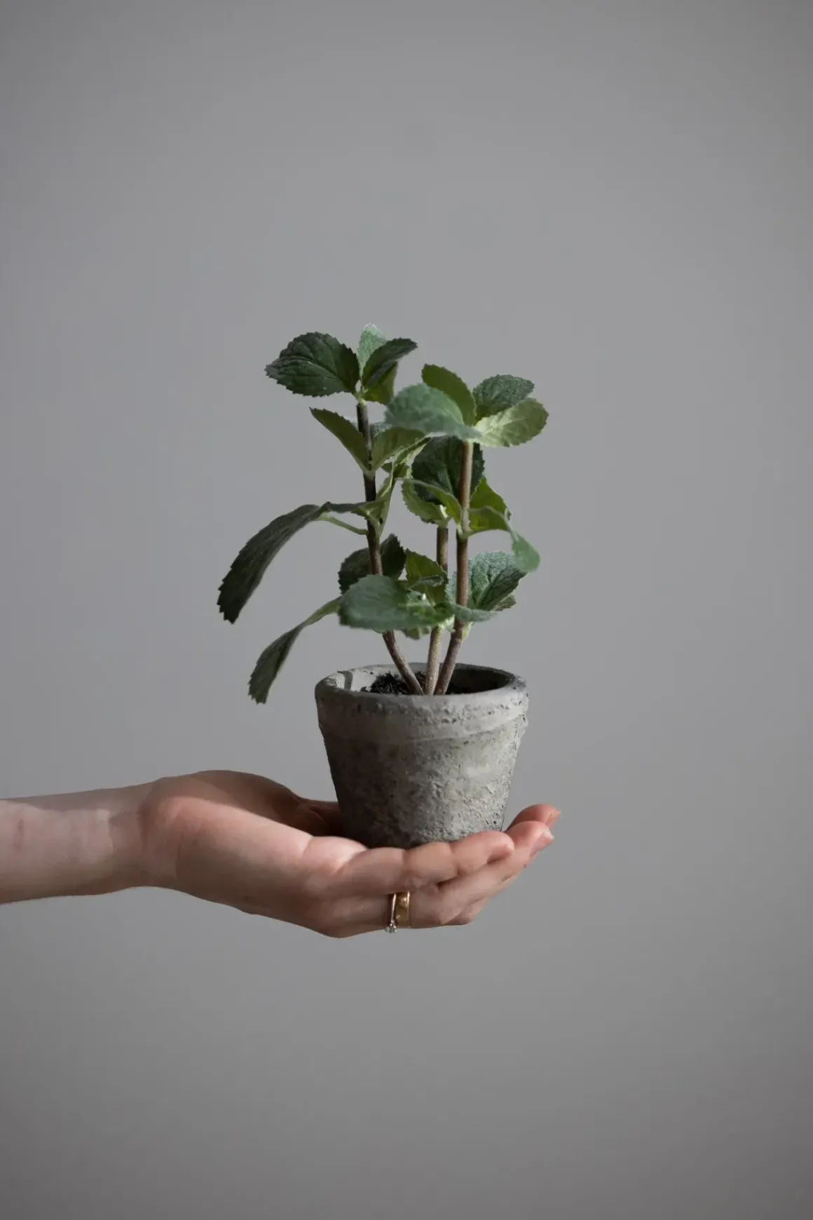 Potteplante - Krydder H20cm Mynte