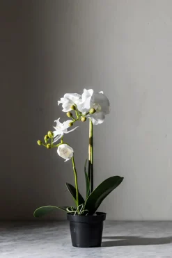Potteplante - Orkidé H45cm