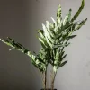 Potteplante - Ormbunke H75cm