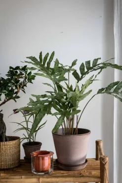 Potteplante - Ormbunke H75cm