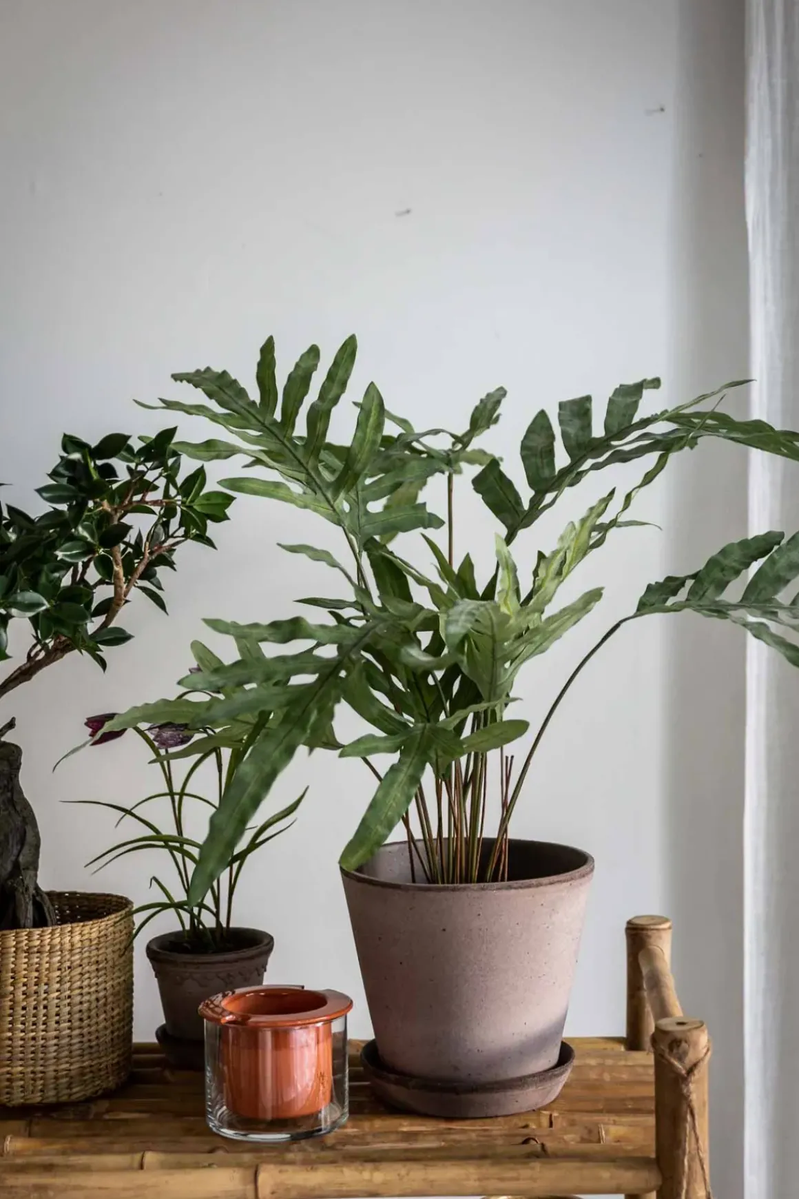 Potteplante - Ormbunke H75cm