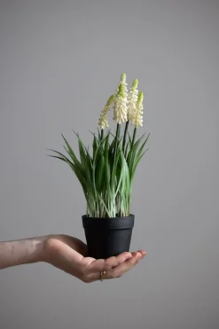 Potteplante - Perleblomst H28cm