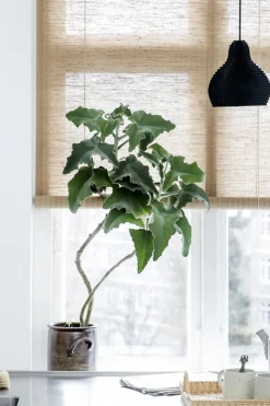 Rullegardin - Brun Plante