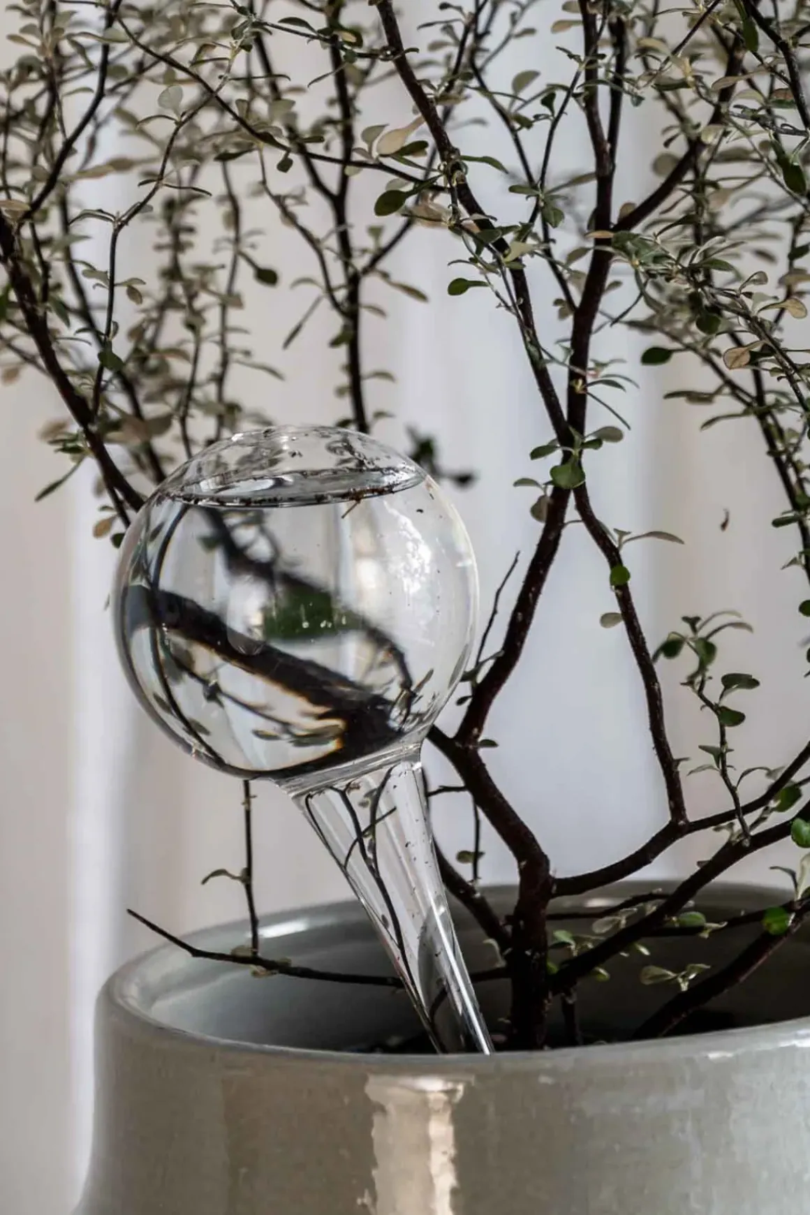 Selvvanningsglass - Olivia Rund H26cm