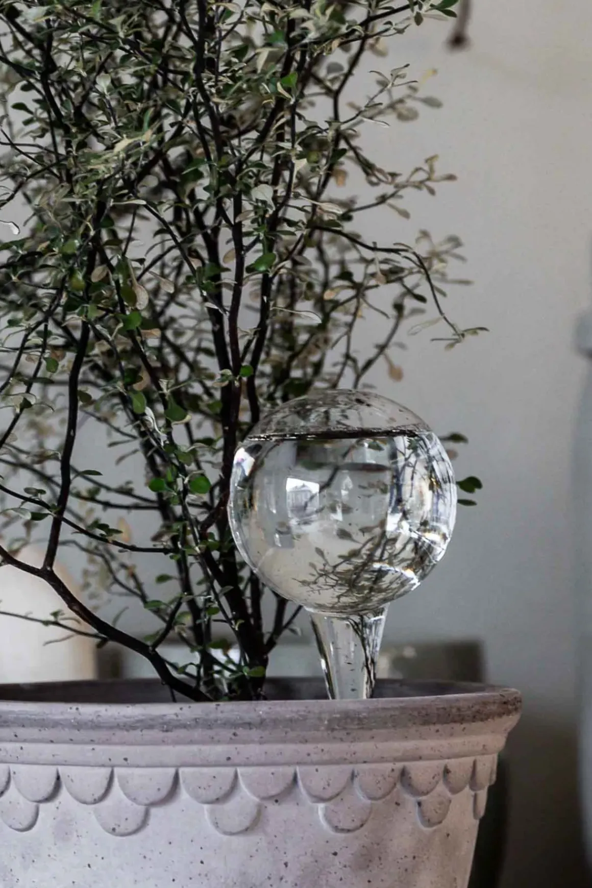 Selvvanningsglass - Olivia Rund H26cm