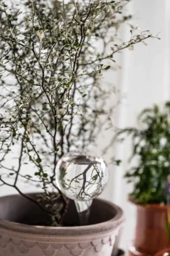 Selvvanningsglass - Olivia Rund H26cm